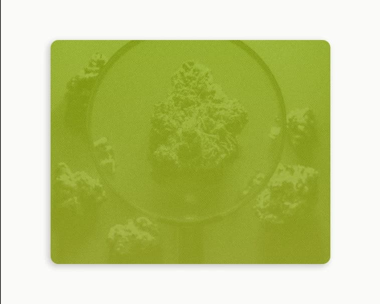 image of marijuana